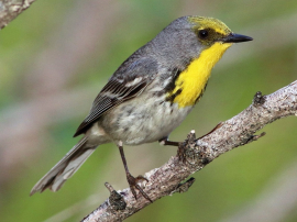 Alertan sobre aves en condición de amenazadas en Cuba