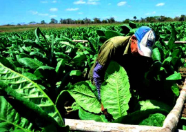 Provincia central de Cuba por mayores rendimientos tabacaleros