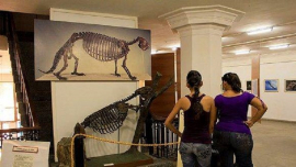 Anuncia Museo de Historia Natural programa de verano