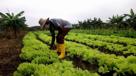 Santiago de Cuba, referencia en la Agricultura Urbana
