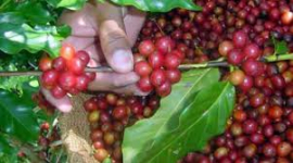 Sobrepasa Santiago de Cuba el millón de latas de café