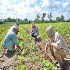 Palma Soriano, firme ante la Producción de Alimentos