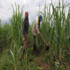 Por incrementar producción cañera y de alimentos en base productiva