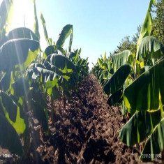 Polos productivos sanluiseros aseguran estabilidad en la entrega de alimentos