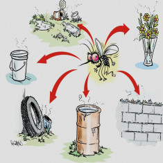 Al mosquito hay que darle guerra