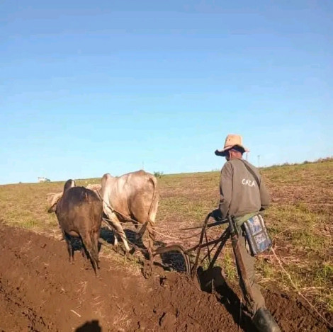 Más de 70 000 hectáreas están siendo sembradas en la campaña de primavera