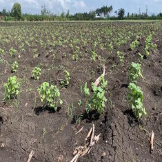 Promueven producción sostenible del frijol del género Vigna en Palma Soriano