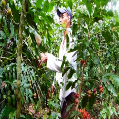 Cosecha de café: Prioridad en Songo-La Maya ante grandes picos de maduración del grano