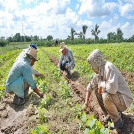 Palma Soriano, firme ante la Producción de Alimentos