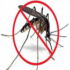 Especialistas hablan sobre las arbovirosis