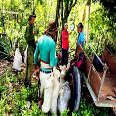 Campesinos en San Luis cumplen plan de recolección de café