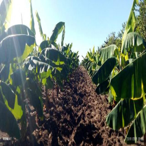 Polos productivos sanluiseros aseguran estabilidad en la entrega de alimentos