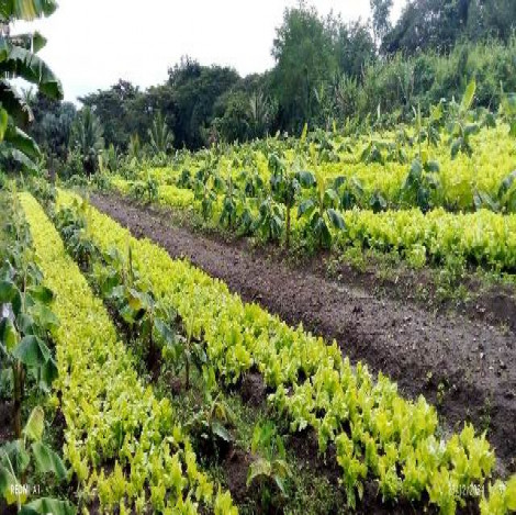 Priorizan campesinos y cooperativistas de San Luis siembra de cultivos de ciclo corto