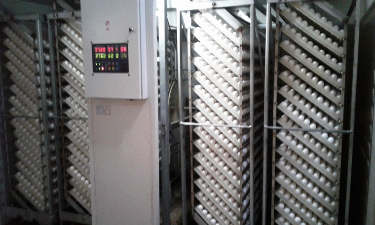 CON 16 MÁQUINAS INCUBADORAS Y DOS NACEDORAS DE TECNOLOGÍA CHINA CUENTA LA PLANTA 26 DE JULIOjpg