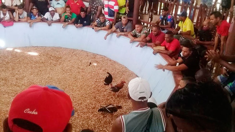 Entre las propuestas para el verano de la Empresa de Flora y Fauna figura, además de los acuarios, el rodeo y la Laguna Baconao, las lides de gallo en el Ranchón de Fiesta Guajira verano santiago cuba 3