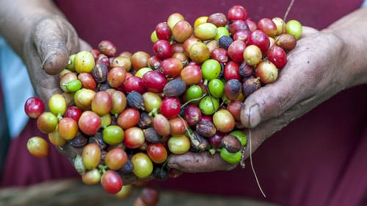 cafe cubano