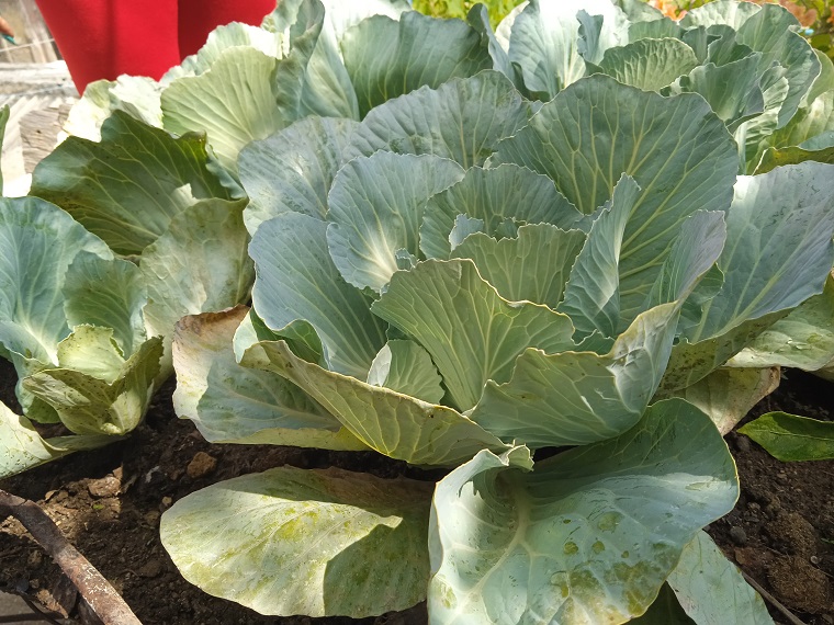 un repollo de los que se cultivan en la casa de Lourdes 
