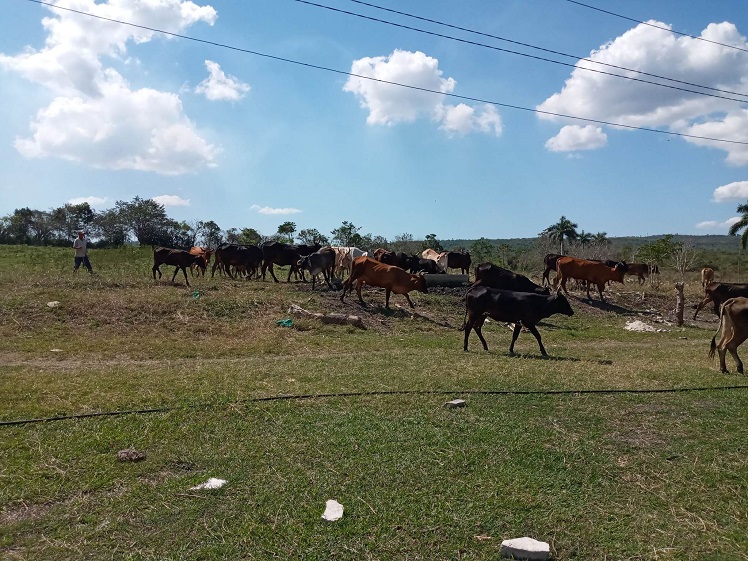 ganado