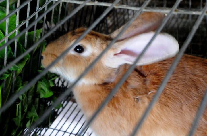 conejo