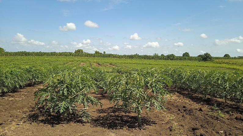 Siembras de yuca en la finca de Rodis 