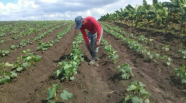 Se destacan jóvenes en la producción de alimentos en sector cooperativo sanluisero