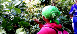 En San Luis, proyectos para mejorar rendimientos cafetaleros