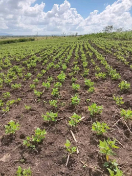 Campesinos santiagueros reciben técnica e insumos para aumentar sus producciones