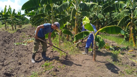 Destaca empresa Agroforestal San Luis en diversos renglones económicos