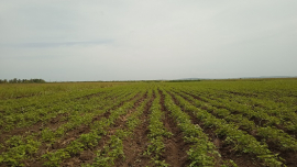 La tierra de Laguna Blanca sí produce