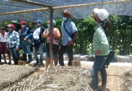 Movimiento Agroecológico «De Campesino a Campesino» en San Luis muestra resultados