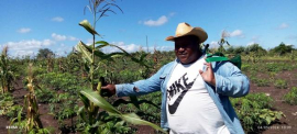 Campesino sanluisero comprometido con la producción de alimentos