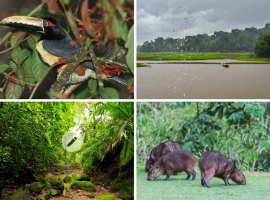 Panamá llama a respetar Parque Nacional de Darién