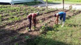 Producción de alimentos, prioridad de campesinos sanluiseros