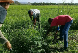 Trabajadores sanluiseros se movilizan a la producción de alimentos