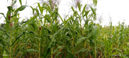 Producción de alimentos en unidades cañeras sanluiseras, reto local