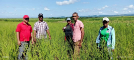 Autoridades de San Luis evalúan producción de alimentos en unidades cañeras