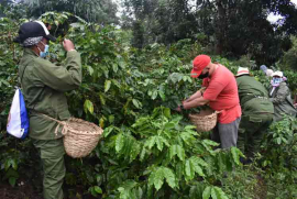 El pueblo santiaguero asume el protagonismo en la cosecha cafetalera