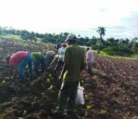 Se alista San Luis para venidera zafra azucarera