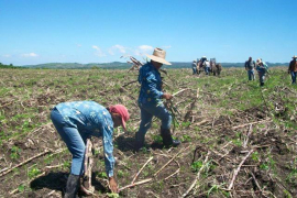 Programa de siembra de caña, prioridad para campesinos sanluiseros
