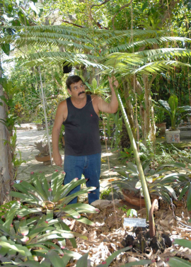 Manolito y su Jardín de los Helechos