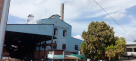 Zafra azucarera, tradición en San Luis
