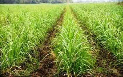 Azucareros sanluiseros comprometidos con la producción de alimentos