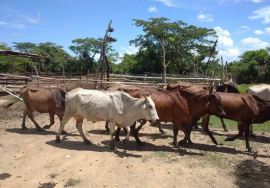 Trabajan por la diversificación en módulo pecuario de cooperativa cañera sanluisera