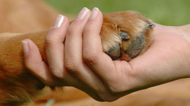 Pese a limitaciones materiales Cuba fomenta la protección animal