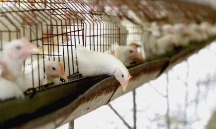 Producción nacional de huevos SPF fortalecerá investigación científica