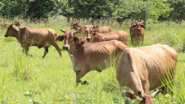 Sobresale desarrollo ganadero en central provincia de Cuba