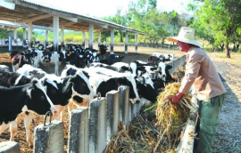 Llevar más alimentos al plato, prioridad en estructura cooperativa sanluisera