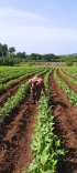 La finca ¨ La Agradable¨: diecisiete años de esfuerzo, resiliencia y producción en Baire