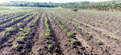 Familia sanluisera busca sacarle a la tierra el mayor rendimiento posible