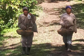 Empresa Agroforestal santiaguera diversifica sus producciones